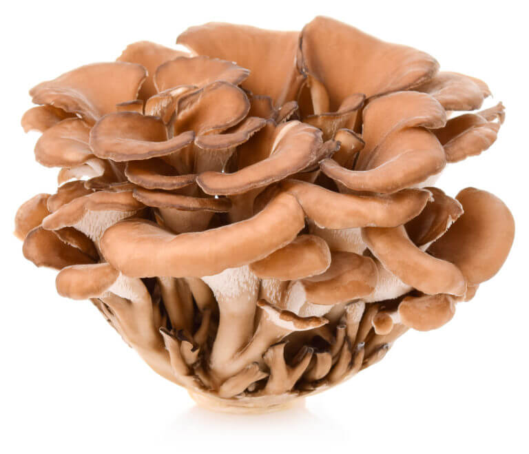 photo of mushroom
